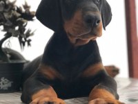 DOBERMAN YAVRU KÖPEKLER