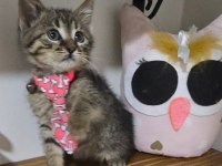 Kısa bacaklı topçik kafalı Tiny tekir oğlum