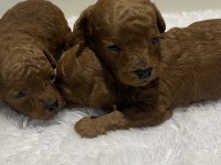 Red Brown renk Kore kan poodle bebekler