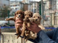 Poodle bebekler