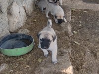 KANGAL SİVASTAN ALINIR KALİTE AYI BOĞANLAR