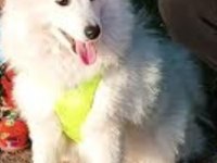 6 aylık erkek japon spitz