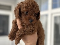 Toy poodle kore kan