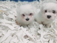 0 numara bembeyaz maltese terrier yavrularımız