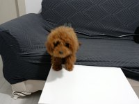 4.5 aylık dişi teacup poodle