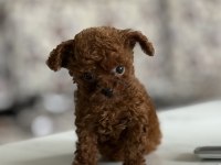 Korea kan toy poodle köpekler