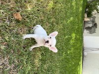 Diablo Köpeğimiz Yeni Yuvasını Arıyor