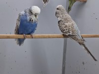 Show jumbo muhabbet kuşları
