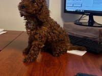 OYUNCU TOY POODLE