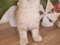 Scottish fold erkek bebek