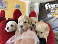 Türkiye’nin En Güzel Maltipoo Yavruları Ankara Mağaza