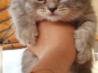 Ev ortamında büyüyen british longhair