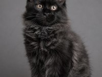 XXXL maine coon erkek üst kaliteli uygun