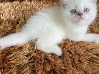 MUHTEŞEM GÜZELLİKTE DİŞİ KAR BEYAZ KEDİMİZ