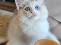 Şecereli Anne ve Babadan Bicolor Ragdoll Yavrularımız