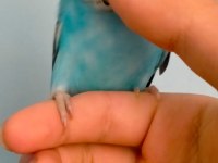 2 Aylık sevimli muhabbet kuşu yavruları
