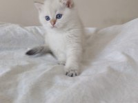 Safkan Cana Yakın Sosyal British Shorthair Bebekler