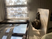 British shorthair kırma beyimize yuva arıyoruz