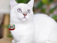 MUNCHKIN CÜCE KEDİ