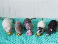 Rat - Dumbo Rat Yavrular ve Malzemeleri Adrese Teslim Var