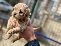 Poodle bebekler