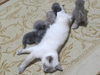 Scottish Fold Yavrular Sahiplendirilecek