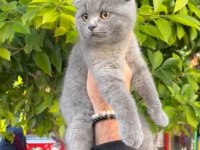 Full aşılı erkek scottish fold