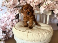 Ruhsatlı Köpek Çiftliğinden Toy Poodle Yavrularımız
