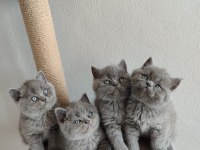 Ayıcık peluş british shorthair yavrular