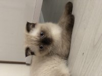 3 aylık scottish fold yeni yuvasını arıyor