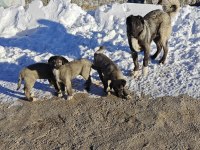 Safkan Kangal Köpeğimiz