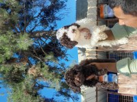 Lagotto yavrularımız biri birinden güzal maşallah