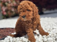 Toy Poodle Bebek Köpekler