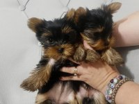 TEACUP YORKİ BEBEKLER DİŞİ ERKEK MEVCUT KAPIDA ÖDEME