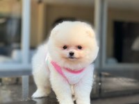 Sağlık Ve Irk Garantili Pomeranian