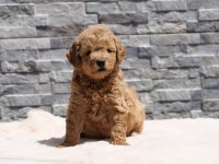 F1B GOLDENDOODLE YAVRULAR