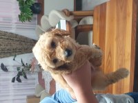 Maltipoo köpeği