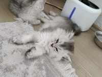 British longhair silver renk