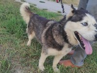 HUSKY KÖPEĞİMİZE YENİ YUVA ARIYORUZ