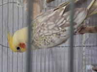 6 yumurta yumurtlayan üremeye hazır dişi sultan papağanı