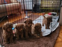 Kore yavrusu a kalite orjinal toy poodle yavrular