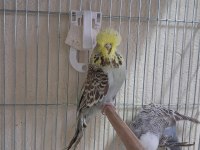 Show jumbo muhabbet kuşları