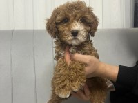 Toy poodle erkek yavrumuz yeni ailesini aramakta