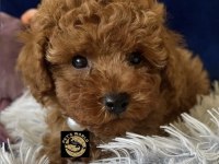 Teacup poodle yavrularımız