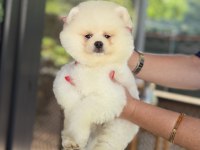 ÜST DÜZEY SHOW KALİTE POMERANİAN BOO