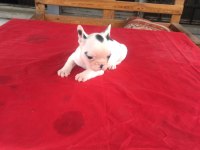 0-3 AYLIK FRENCH BULLDOG YAVRULARIMIZ