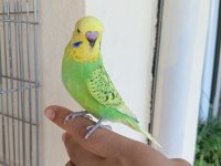 Rengarenk Muhabbet Kuşu Yavrular