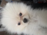 Uslu zeki pomeranian boo dünyalar tatlısı yavrumuz