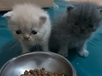 Saf kan exotic shorthair kediler