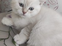 BRİTİSH SHORTHAİR ERKEK HEMEN TESLİM